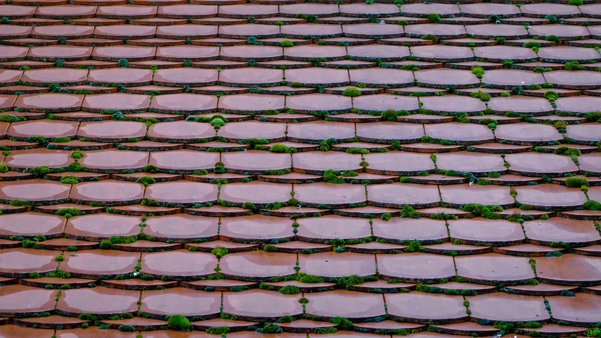 Mousse installée dans les recouvrements des tuiles d'une toiture